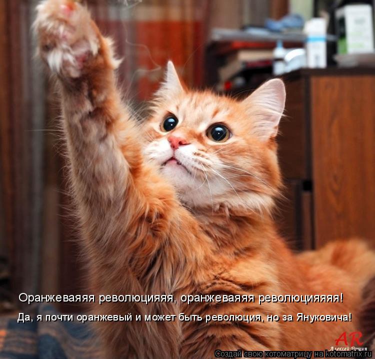 Котоматрица: Оранжеваяяя революцияяя, оранжеваяяя революцияяяя! Да, я почти оранжевый и может быть революция, но за Януковича!