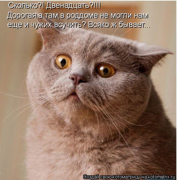 Котоматрица: Сколько?! Двенадцать?!!! Дорогая,а там,в роддоме не могли нам  еще и чужих всучить? Всяко ж бывает...
