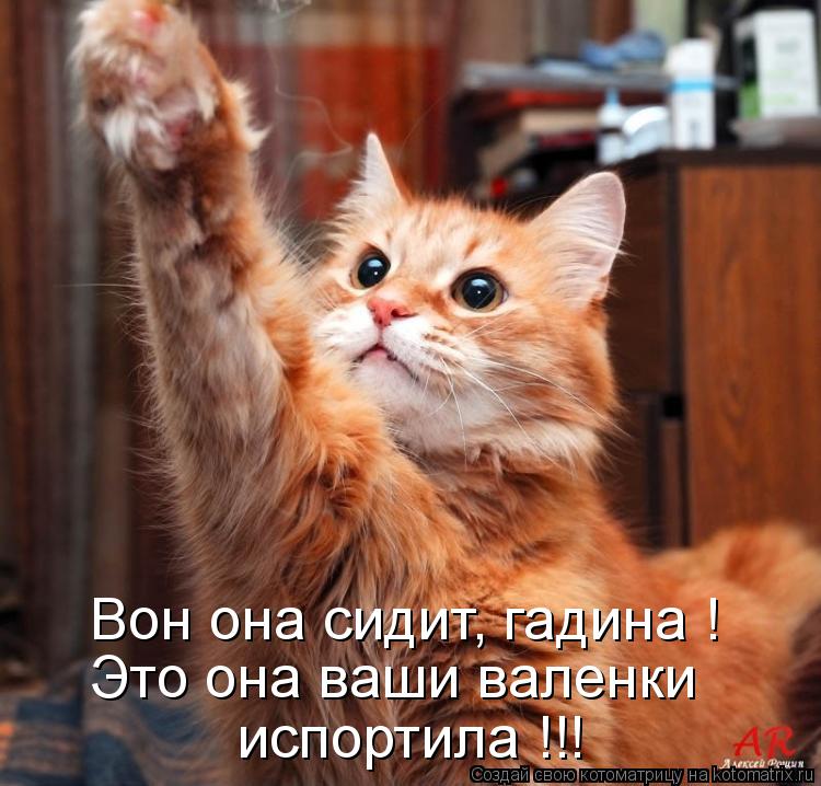 Котоматрица: Вон она сидит, гадина ! Это она ваши валенки испортила !!!