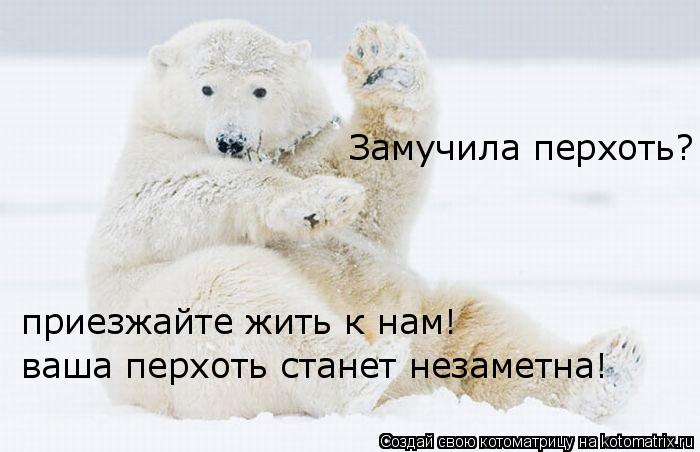 Котоматрица: Замучила перхоть? приезжайте жить к нам!  ваша перхоть станет незаметна!