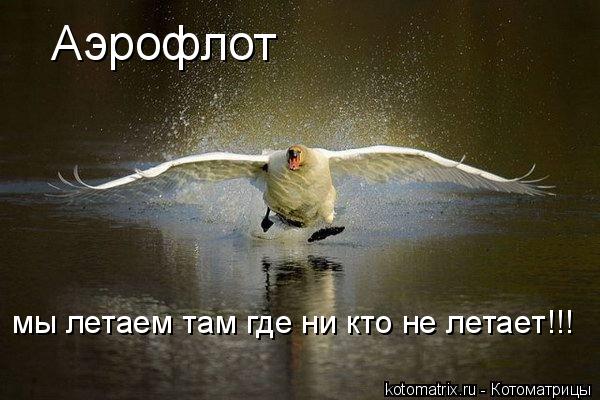 Котоматрица: Аэрофлот мы летаем там где ни кто не летает!!!