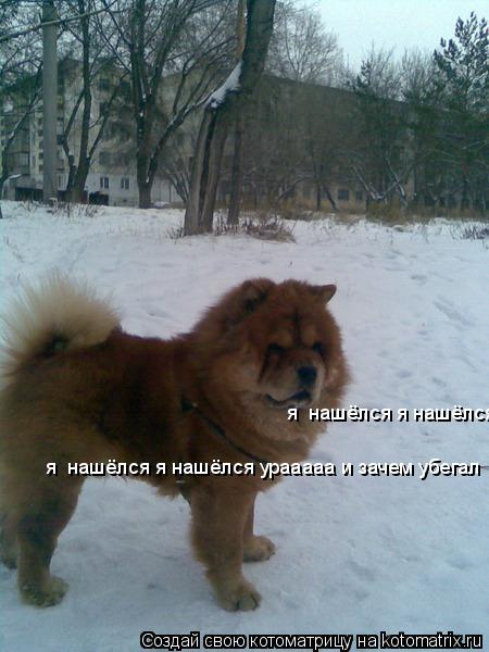 Котоматрица: я  нашёлся я нашёлся урааааа и зачем убегал  я  нашёлся я нашёлся урааааа и зачем убегал