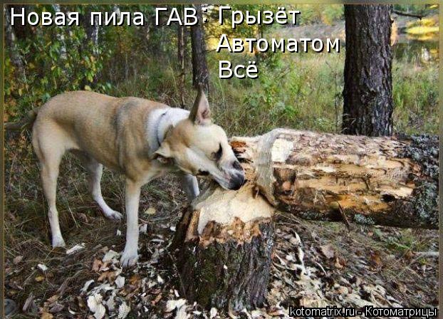 Котоматрица: Новая пила ГАВ Грызёт Автоматом Всё :