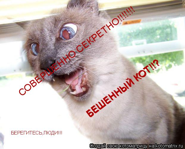 Котоматрица: СОВЕРШЕННО СЕКРЕТНО!!!!!!! БЕШЕННЫЙ КОТ!!? БЕШЕННЫЙ КОТ!!? БЕРЕГИТЕСЬ,ЛЮДИ!!!