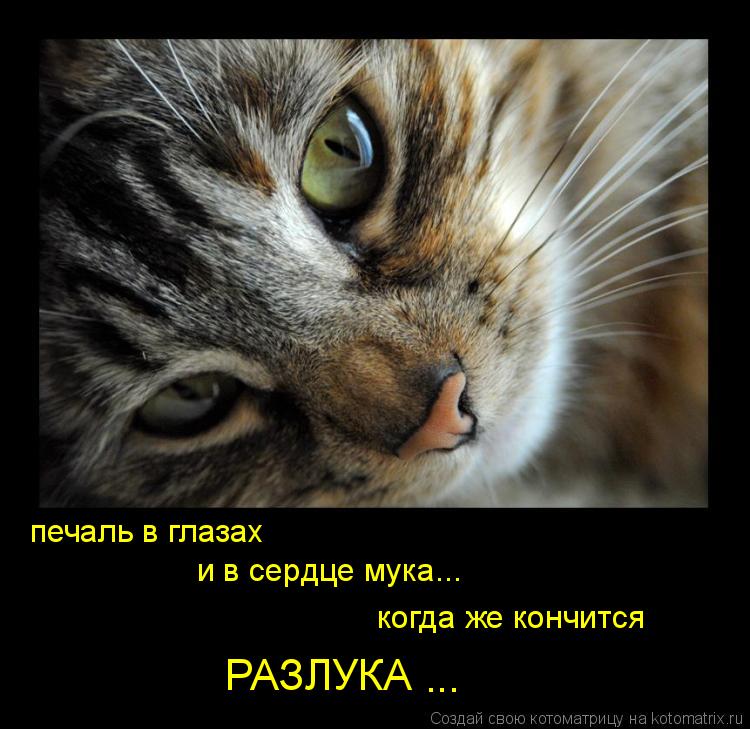 Котоматрица: печаль в глазах  и в сердце мука... когда же кончится РАЗЛУКА ...