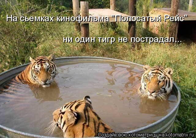 ни один тигр не пострадал... На сьемках кинофильма "Полосатый Рейс"... Котоматрица: ни один тигр не пострадал... На сьемках кинофильма "Полосатый Рейс"