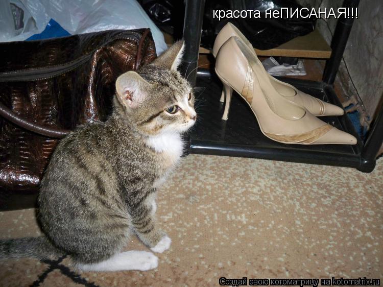 красота неПИСАНАЯ!!!... Котоматрица: красота неПИСАНАЯ!!!