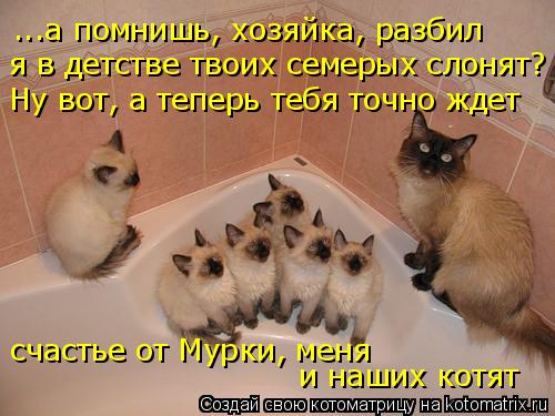 я в детстве твоих семерых слонят? ...а помнишь, хозяйка, разбил Ну вот, а теперь тебя точно ждет сча... Котоматрица: я в детстве твоих семерых слонят? ...а помнишь, хозяйка, разбил Ну вот, а теперь тебя точно ждет счастье от Мурки, меня и наших котят