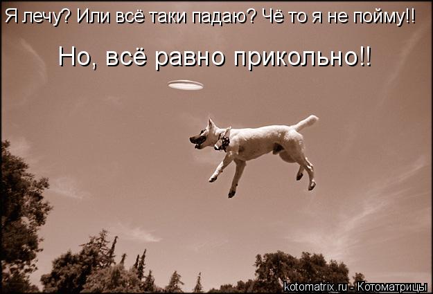 Котоматрица: Я лечу? Или всё таки падаю? Чё то я не пойму!!  Но, всё равно прикольно!!