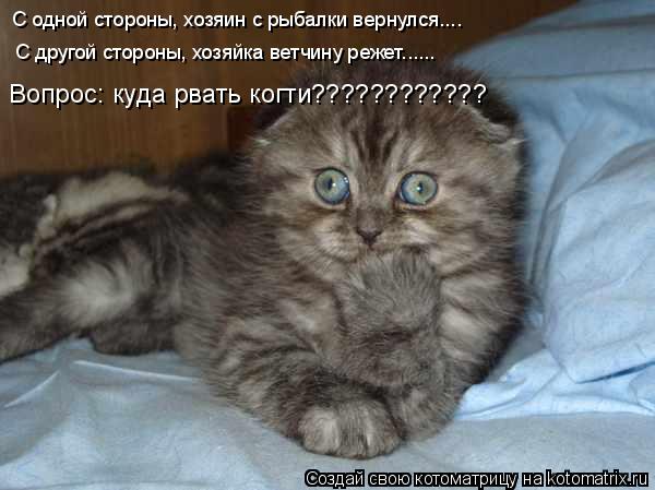С одной стороны, хозяин с рыбалки вернулся.... С другой стороны, хозяйка ветчину режет...... Вопрос: ... Котоматрица: С одной стороны, хозяин с рыбалки вернулся.... С другой стороны, хозяйка ветчину режет...... Вопрос: куда рвать когти????????????