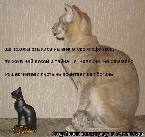 Котоматрица: как похожа эта киса на египетского сфинкса: те же в ней покой и тайна...и, наверно, не случайно кошек жители пустынь почитали как богинь.