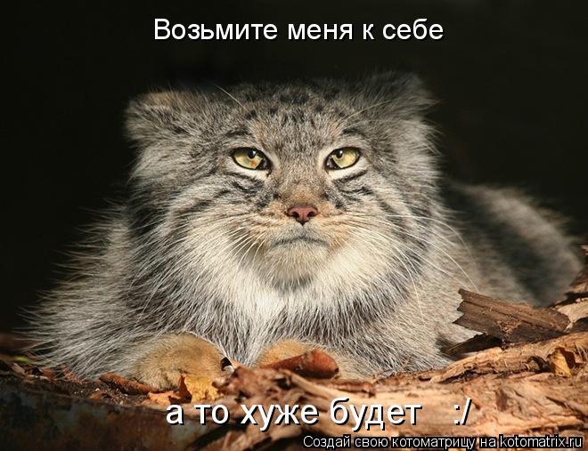 Котоматрица: Возьмите меня к себе а то хуже будет   :/