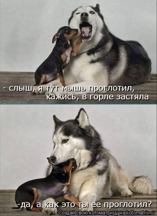 Котоматрица: - слыш, я тут мышь проглотил,  кажись, в горле застяла -да, а как это ты ее проглотил?