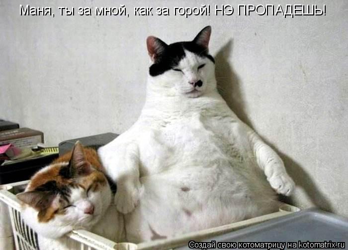 Маня, ты за мной, как за горой! НЭ ПРОПАДЕШЬ!... Котоматрица: Маня, ты за мной, как за горой! НЭ ПРОПАДЕШЬ!