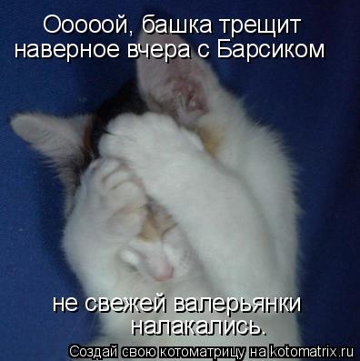 Котоматрица: Ооооой, башка трещит наверное вчера с Барсиком  не свежей валерьянки  налакались.