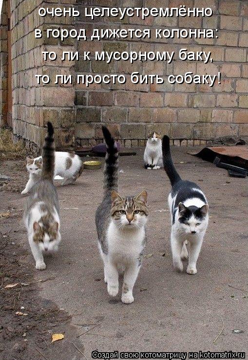 очень целеустремлённо в город дижется колонна: то ли к мусорному баку, то ли просто бить собаку!... Котоматрица: очень целеустремлённо в город дижется колонна: то ли к мусорному баку, то ли просто бить собаку!