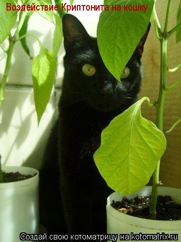Котоматрица: Воздействие Криптонита на кошку