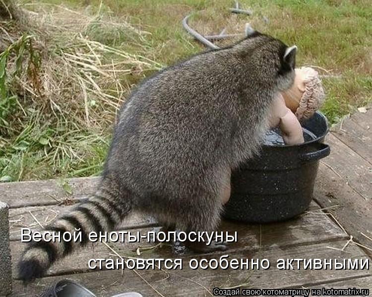 Котоматрица: Весной еноты-полоскуны становятся особенно активными