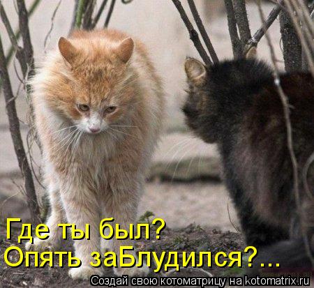 Опять заБлудился?... Где ты был?... Котоматрица: Опять заБлудился?... Где ты был?