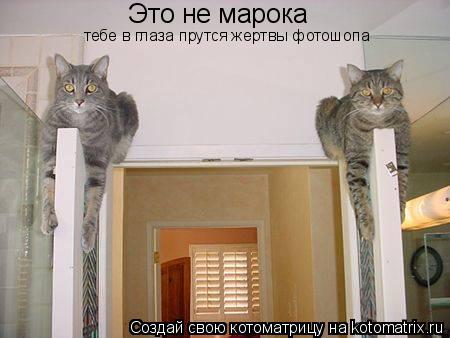 Котоматрица: Это не марока тебе в глаза прутся жертвы фотошопа