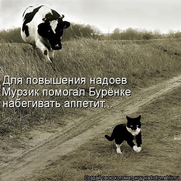 Котоматрица: Для повышения надоев  Мурзик помогал Бурёнке набегивать аппетит...