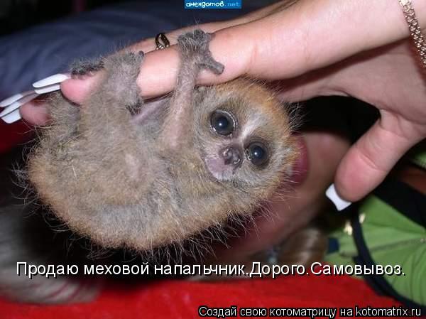 Котоматрица: Продаю меховой напальчник.Дорого.Самовывоз.