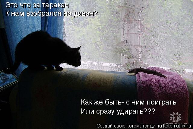 Котоматрица: Это что за таракан К нам взобрался на диван? Или сразу удирать??? Как же быть- с ним поиграть