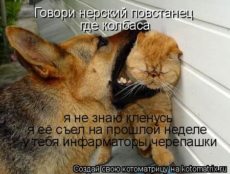 Котоматрица: Говори нерский повстанец где колбаса я не знаю кленусь я её съел на прошлой неделе у тебя инфарматоры черепашки