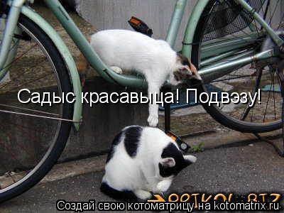 Котоматрица: Садыс красавыца! Подвэзу!