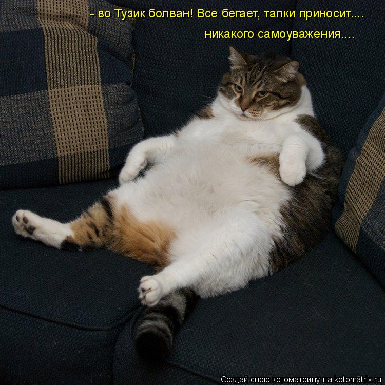 никакого самоуважения.... - во Тузик болван! Все бегает, тапки приносит....... Котоматрица: никакого самоуважения.... - во Тузик болван! Все бегает, тапки приносит....