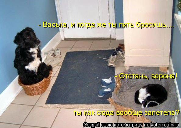 Котоматрица: - Васька, и когда же ты пить бросишь.... - Отстань, ворона! ты как сюда вообще залетела?