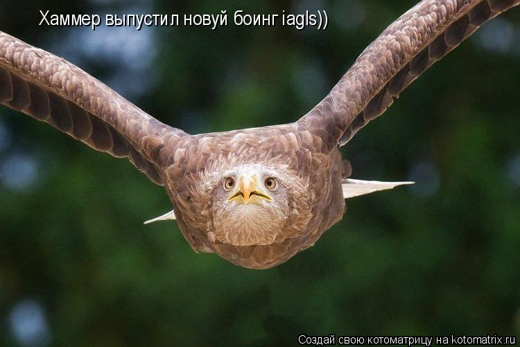 Котоматрица: Хаммер выпустил новуй боинг iagls))