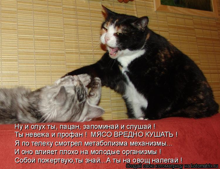Ну и олух ты, пацан, запоминай и слушай ! Ты невежа и профан ! МЯСО ВРЕДНО КУШАТЬ ! Я по телеку смот... Котоматрица: Ну и олух ты, пацан, запоминай и слушай ! Ты невежа и профан ! МЯСО ВРЕДНО КУШАТЬ ! Я по телеку смотрел метаболизма механизмы... И оно влияет пл
