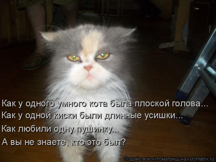 Котоматрица: Как у одного умного кота была плоской голова... Как у одной киски были длинные усишки... Как любили одну пушинку... А вы не знаете, кто это был?