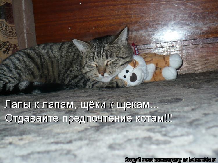 Котоматрица: Лапы к лапам, щёки к щекам... Отдавайте предпочтение котам!!!