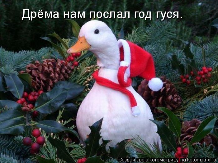 Котоматрица: Дрёма нам послал год гуся.