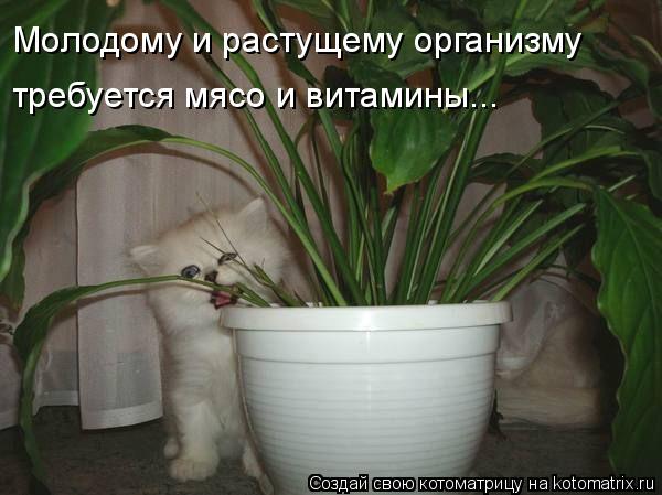 Котоматрица: Молодому и растущему организму требуется мясо и витамины...