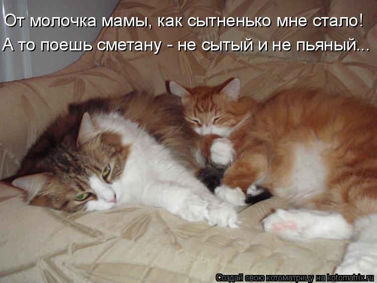 Котоматрица: От молочка мамы, как сытненько мне стало! А то поешь сметану - не сытый и не пьяный...