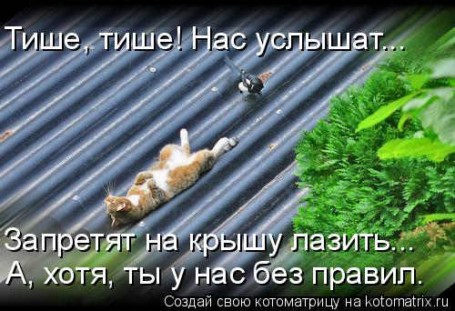 Котоматрица: Тише, тише! Нас услышат... Запретят на крышу лазить... А, хотя, ты у нас без правил.