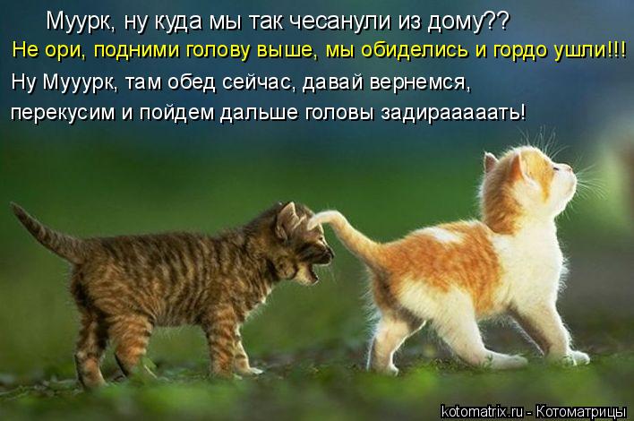 Котоматрица: Муурк, ну куда мы так чесанули из дому?? Не ори, подними голову выше, мы обиделись и гордо ушли!!! Ну Мууурк, там обед сейчас, давай вернемся,  пе