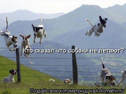 Котоматрица: Кто сказал что собаки не летают?