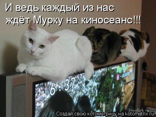 Котоматрица: И ведь каждый из нас ждёт Мурку на киносеанс!!!