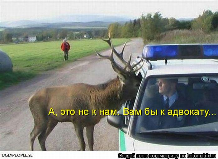 Котоматрица: А, это не к нам. Вам бы к адвокату...