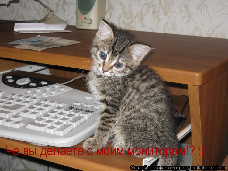 Котоматрица: Че вы делаете с моим монитором!? :(