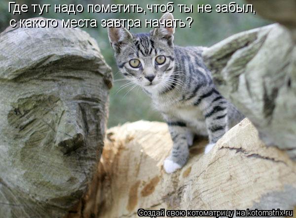 Котоматрица: Где тут надо пометить,чтоб ты не забыл, с какого места завтра начать?