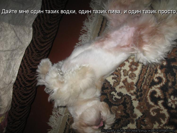 Котоматрица: Дайте мне один тазик водки, один тазик пива, и один тазик просто...