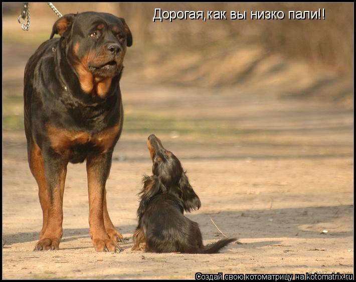 Котоматрица: Дорогая,как вы низко пали!!