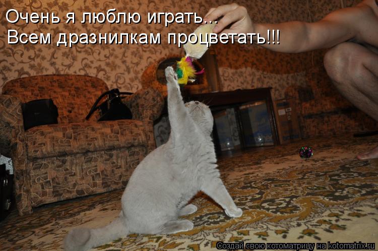 Котоматрица: Очень я люблю играть... Всем дразнилкам процветать!!!