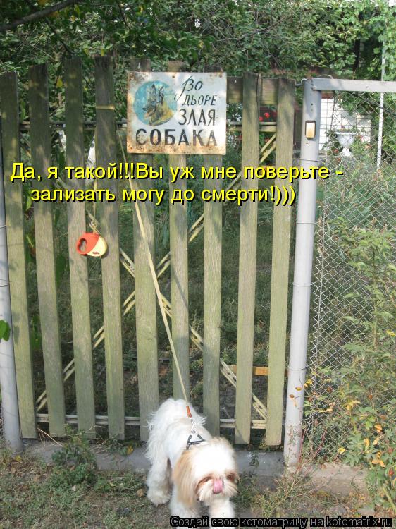 Да, я такой!!!Вы уж мне поверьте - зализать могу до смерти!)))... Котоматрица: Да, я такой!!!Вы уж мне поверьте - зализать могу до смерти!)))