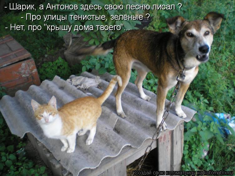 - Шарик, а Антонов здесь свою песню писал ? - Про улицы тенистые, зелёные ? - Нет, про "крышу дома тв... Котоматрица: - Шарик, а Антонов здесь свою песню писал ? - Про улицы тенистые, зелёные ? - Нет, про "крышу дома твоего"...